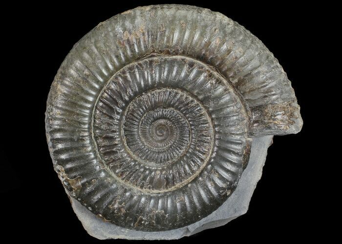 Dactylioceras Ammonite Stand Up - England #68158